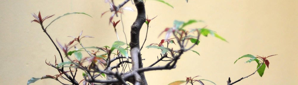 Lorena – Moda, Beleza, Celebridades , Esportes e Reality