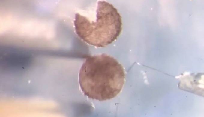 Conheça Xenobots, os robôs capazes de se reproduzirem sozinhos