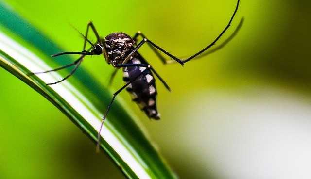 Porcentagem de pessoas infectadas pelo chikungunya crescem em 3.700 % em SP