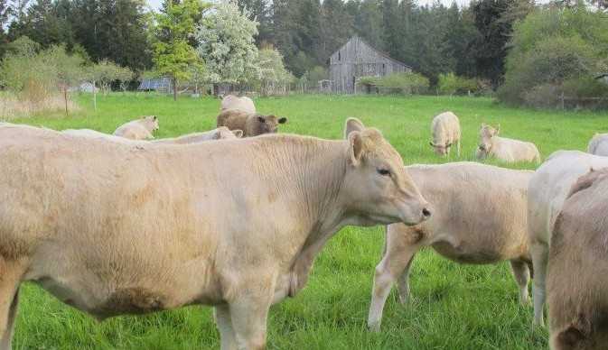 Alimentar gado com alga marinha promete ser bom para o planeta