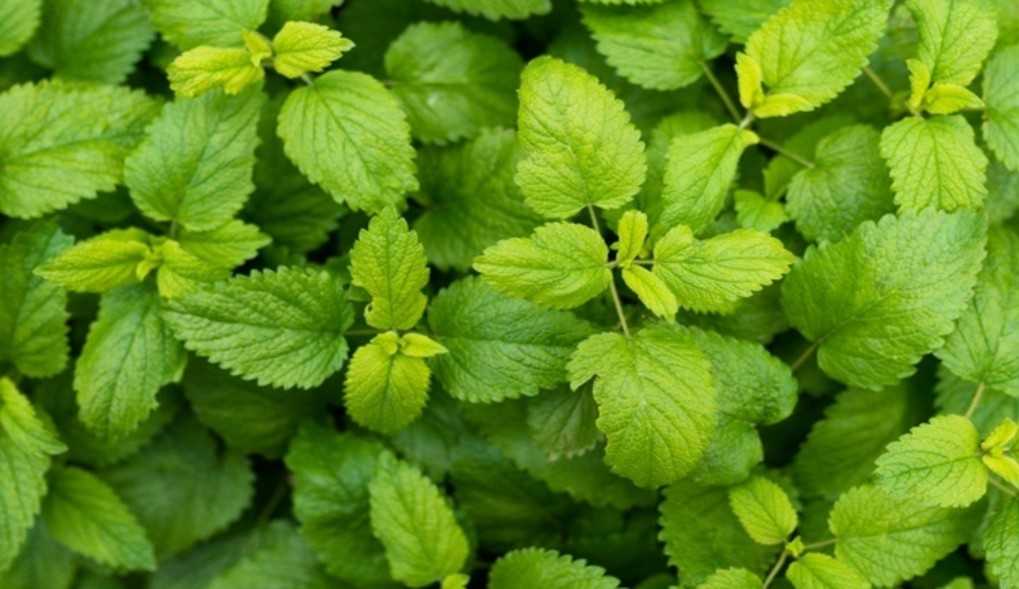 Hortelã e seus benefícios para a saúde