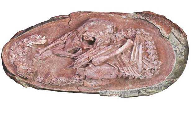 Embrião de dinossauro é encontrado na China