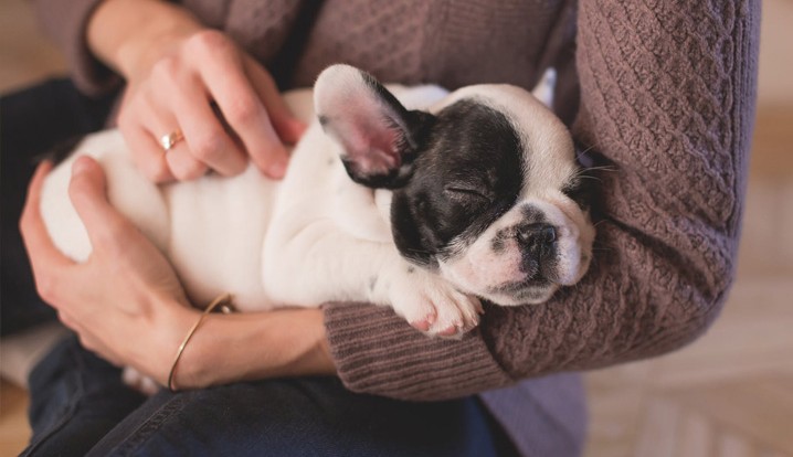 Fogos é prejudicial a audição dos pets