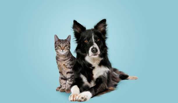 Governo do Rio de Janeiro castra 10 mil animais em um mês