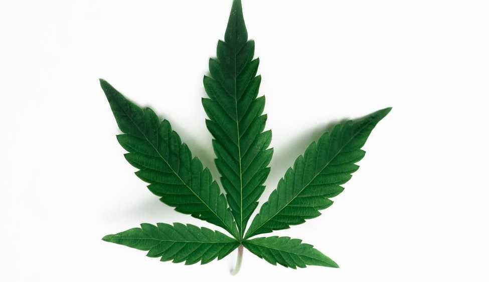 Estudo inédito revela que compostos de Canhâmo podem prevenir o Covid-19