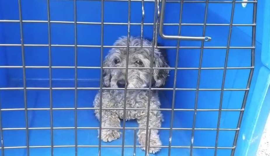 Cachorra é encontrada viva em meio aos escombros da Via Dutra