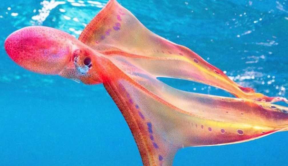 Espécie rara de Polvo-véu é filmado por bióloga na Austrália
