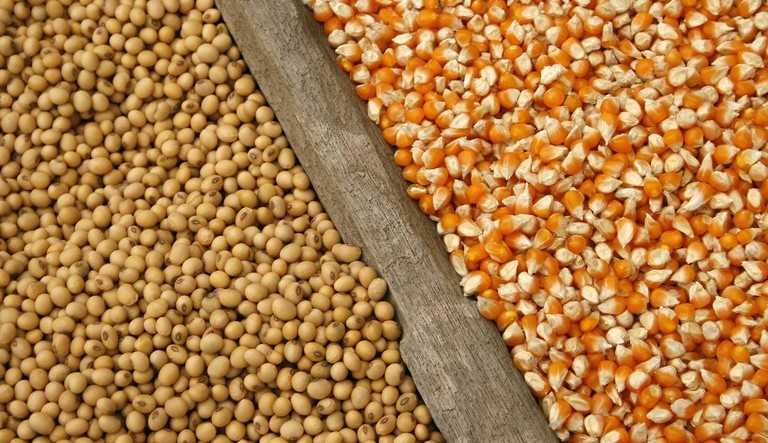 Agropecuária brasileira sofre com seca e chuva