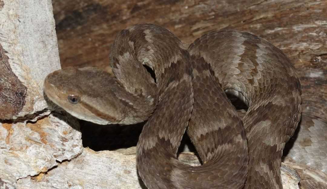 Nova espécie de jararaca é descoberta nas montanhas da Paraíba