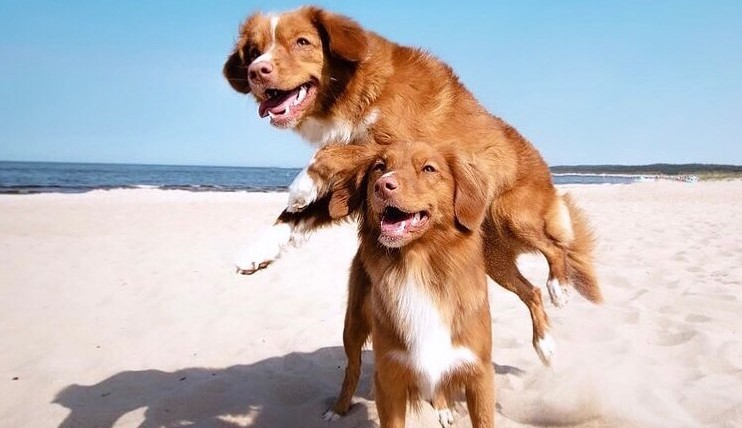 A desidratação em pets no verão