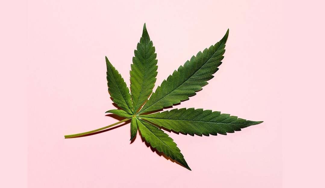 Cannabis substitui o algodão na indústria da moda
