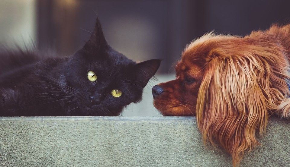 Tumores em pets: atenção deve ser redobrada
