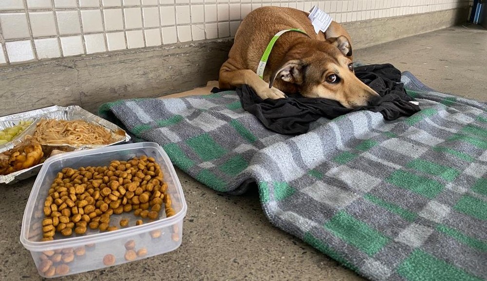 Conheça a Lucimara, a vira-lata que conquistou o direito de acompanhante na Santa Casa de São Paulo