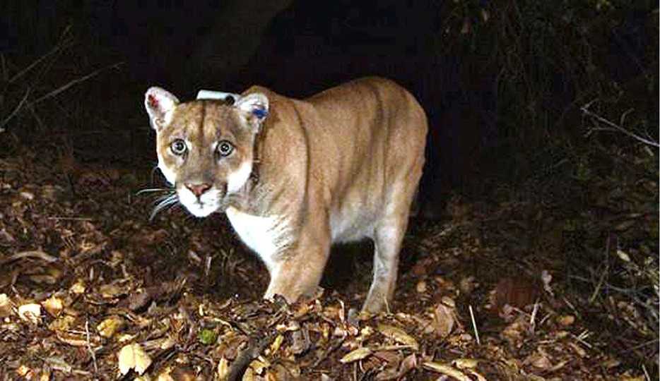 Conheça o P22, conhecido como o Brad Pitt dos pumas