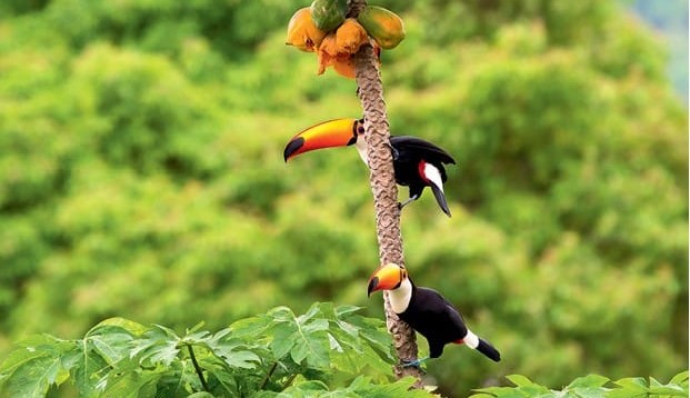 Inovações da Amazônia que irão revolucionar o nosso tempo