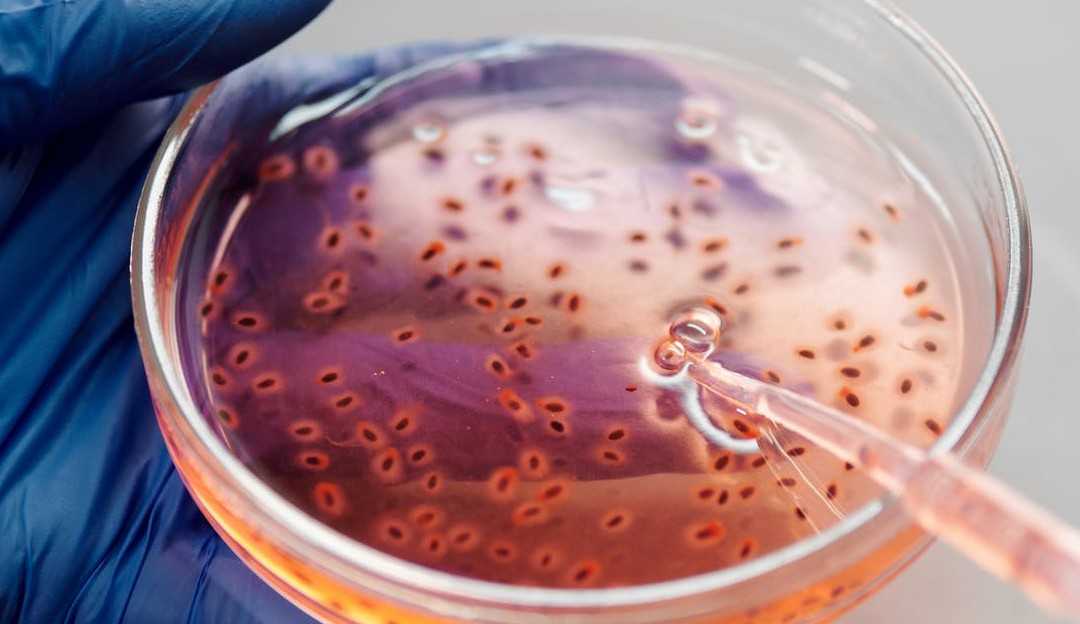 Quando se deve fazer o teste genético?