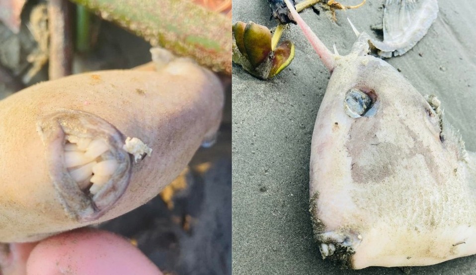 Espécie de peixe assusta banhistas em Santos