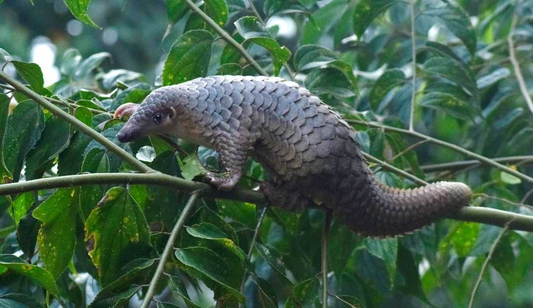 OMS alerta necessidade de monitorar animais silvestres