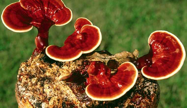 Conheça o “/cogumelo da imortalidade”/