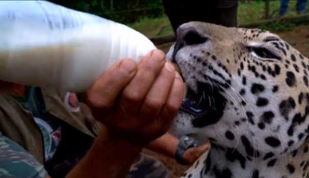 Onça Marruá criada de forma humanizada ganha novo lar para reaprender viver de forma silvestre