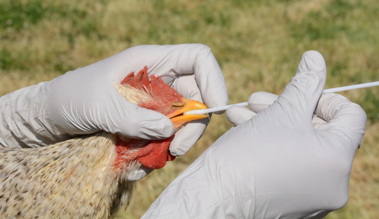 EUA registra o primeiro caso em humanos de gripe aviária H5N1