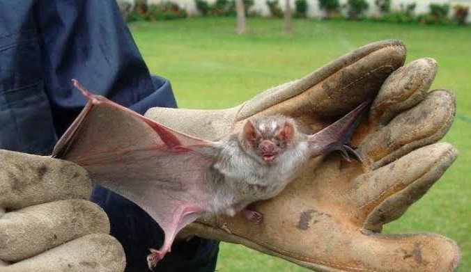 Terceiro caso de raiva é confirmado em Minas Gerais