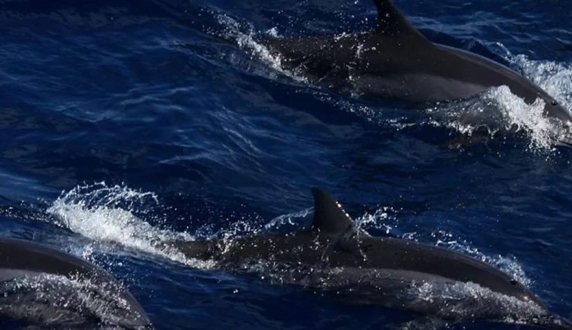 Botos-cinza cai em mais de 90% em 40 anos no Rio de Janeiro