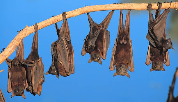 Menina de 12 anos morre ao contrair raiva humana de morcego