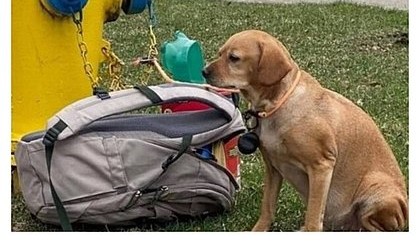 Cadela com diabetes é abandonada amarrada em hidrante nos EUA