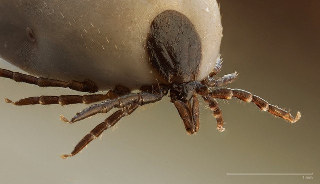 Doença de Lyme: conheça causas, sintomas e tratamentos recomendados