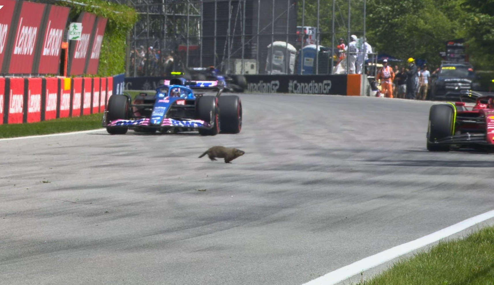 Roedor invade a pista em Treino Livre de Fórmula 1 no Canadá