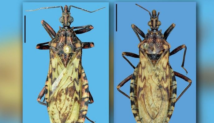 Fiocruz identifica uma nova espécie de barbeiro