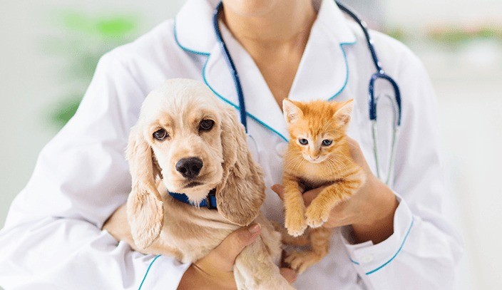 Tratamento Online para o seu pet: Chega ao Brasil a maior plataforma de consultas veterinárias à distância do mundo