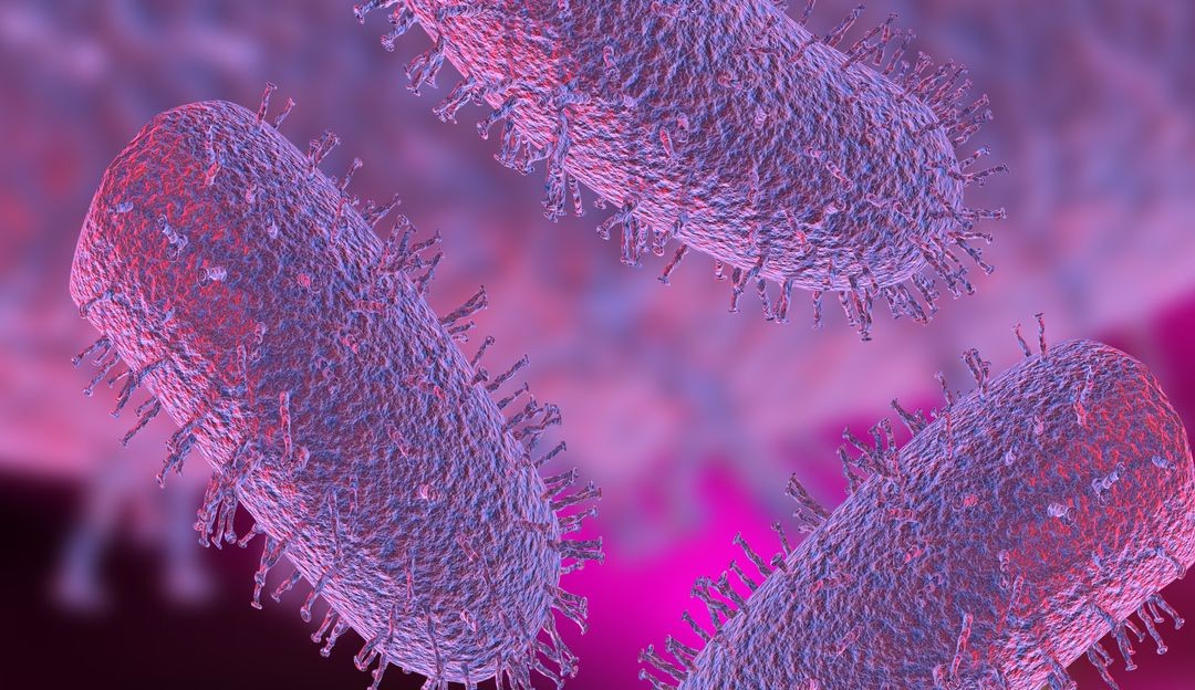 Raiva humana: conheça as causas, os sintomas e os tratamentos para a doença