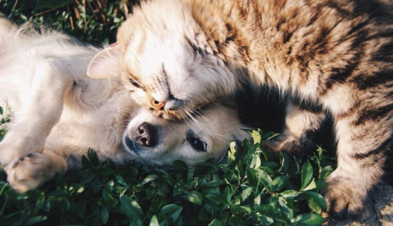 Senado aprova projeto que proíbe tatuagens em cães e gatos