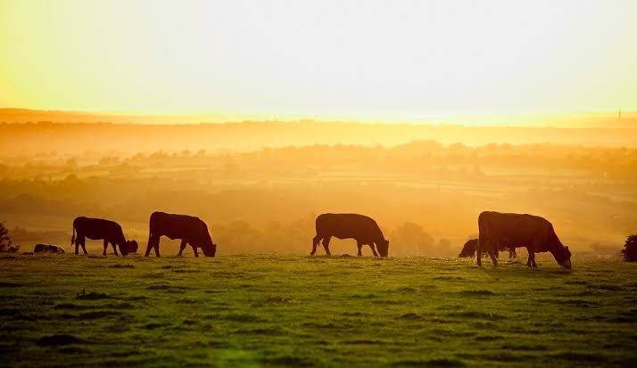 Possível surto de febre aftosa preocupam autoridades australianas