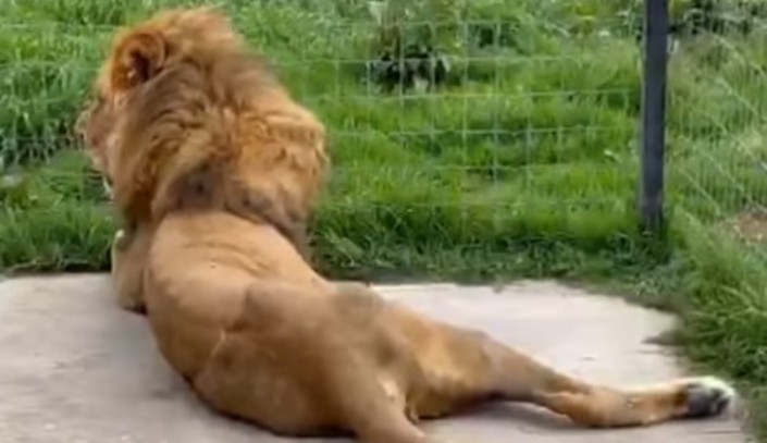 Leões famintos comem o próprio rabo em zoológico no México