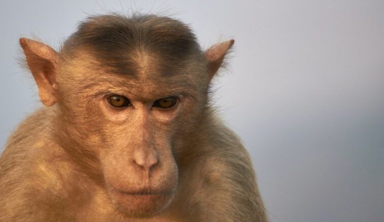 Macaco ataca pelo menos 20 pessoas no Japão