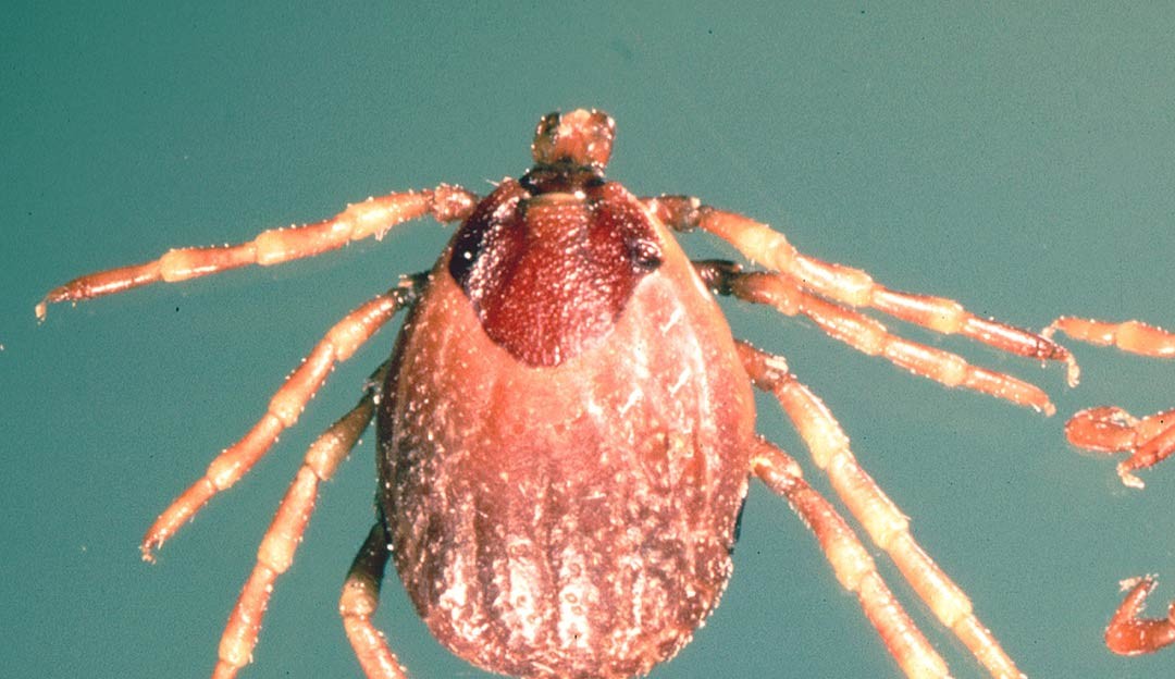 Espanha confirma caso de febre hemorrágica da Crimeia-Congo