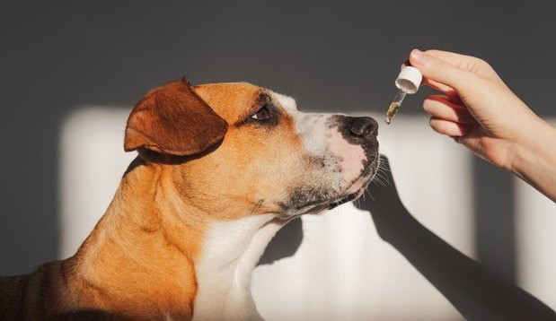 Conheça maneiras de adaptar seu pet ao novo lar