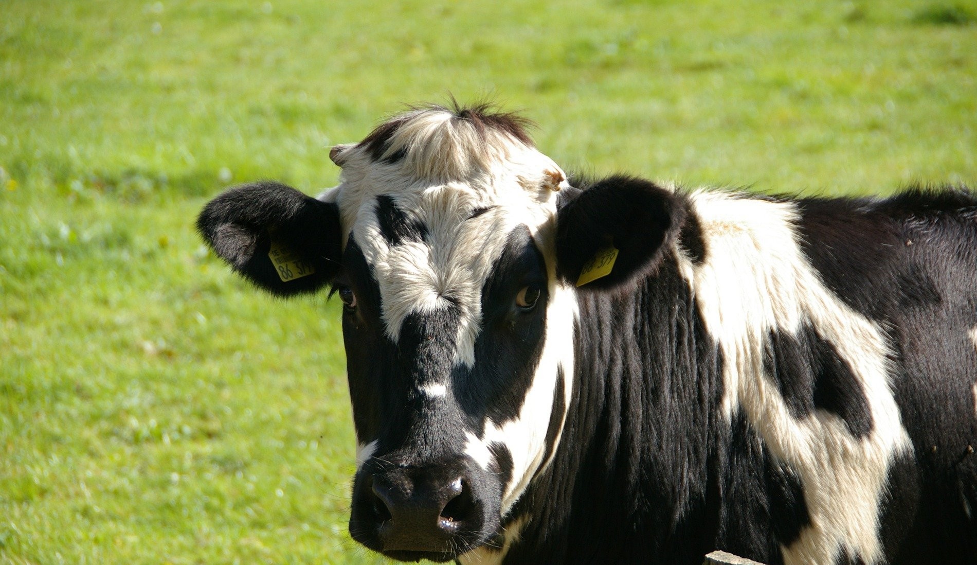 Como a inteligência artificial auxilia na criação de gado