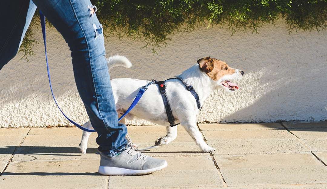 Crescimento do mercado pet gera oportunidades de trabalho autônomo