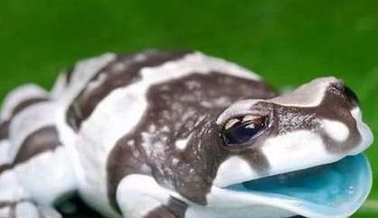 Perereca amazônica de boca azul é comercializada como pet pela beleza e técnicas de sobrevivência