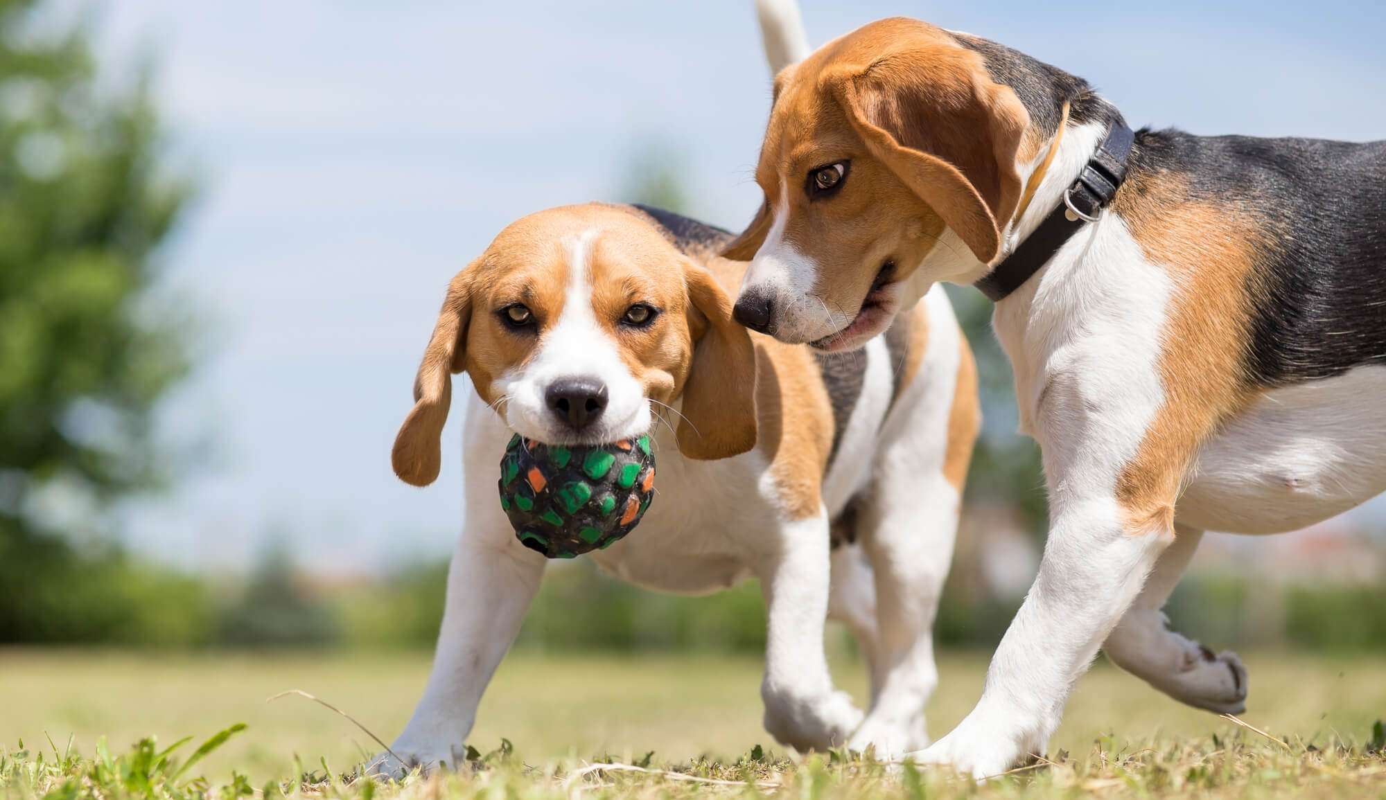 Entenda por que os pets ficam agitados e como tranquilizá-los