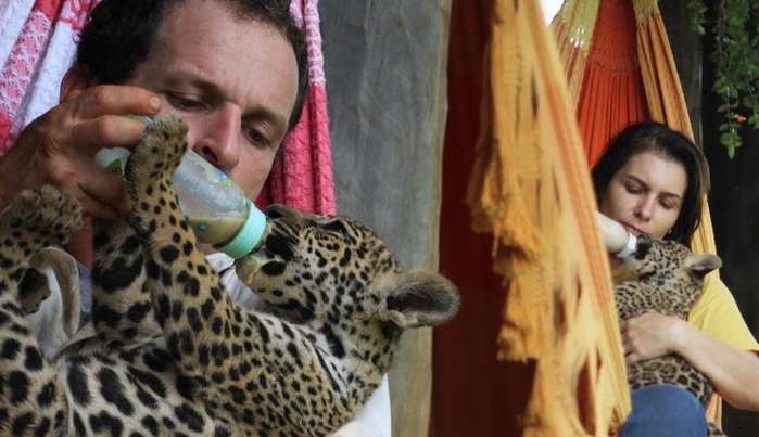 Família fundadora do Instituto Onça-Pintada é multada em 452 mil pelo IBAMA