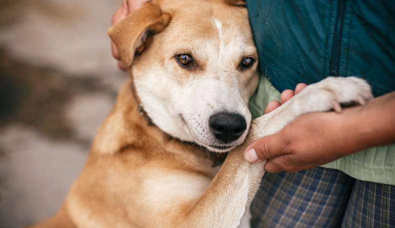 Varíola dos macacos: entenda como acontece a contaminação em animais e saiba como evitá-la
