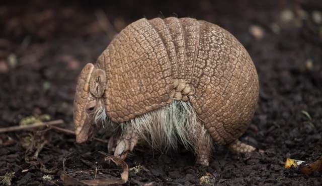 ‘Doença do tatu’: conheça as causas, os sintomas e os riscos da paracoccidioidomicose