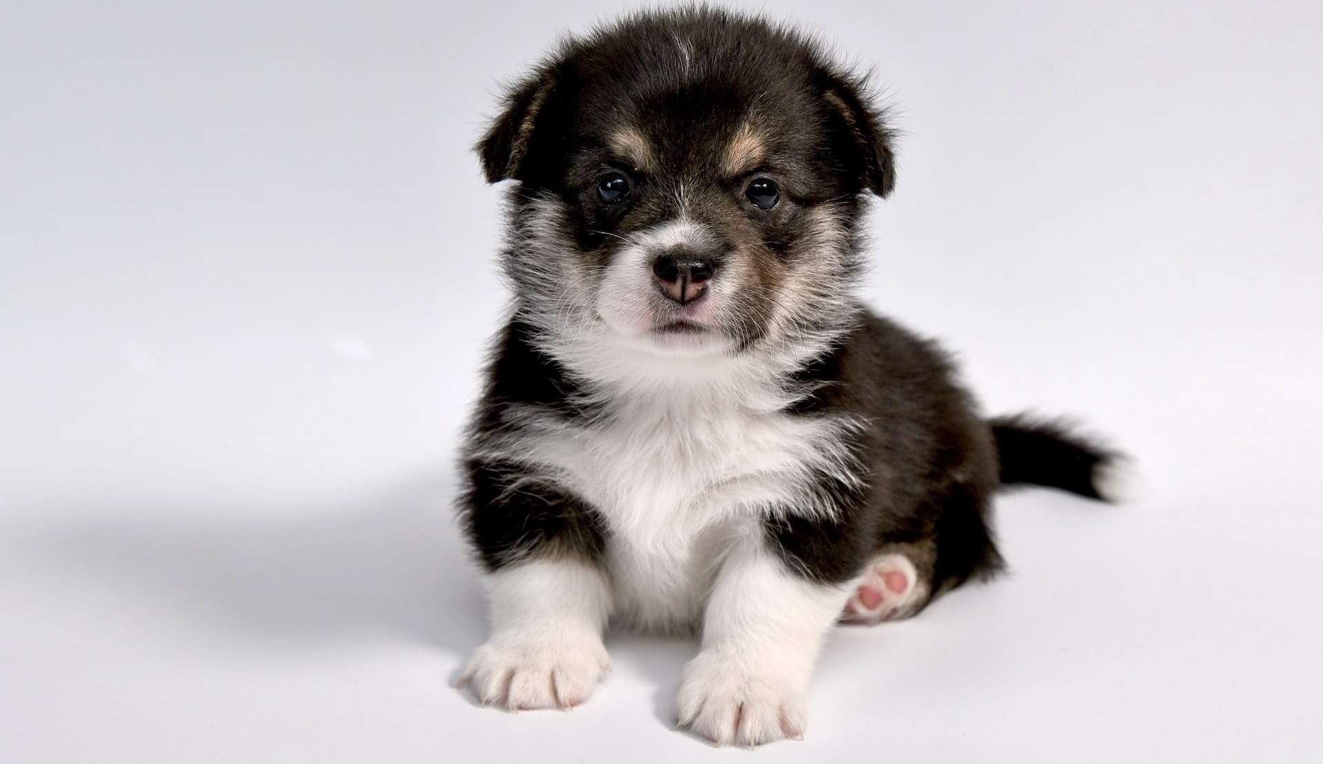 Saiba tudo o que seu pet precisa, desde a infância até a velhice