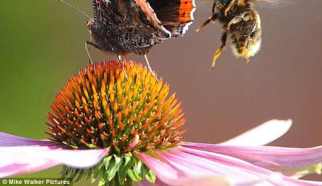 Brasil tem diminuição na quantidade de abelhas e borboletas, indica estudo