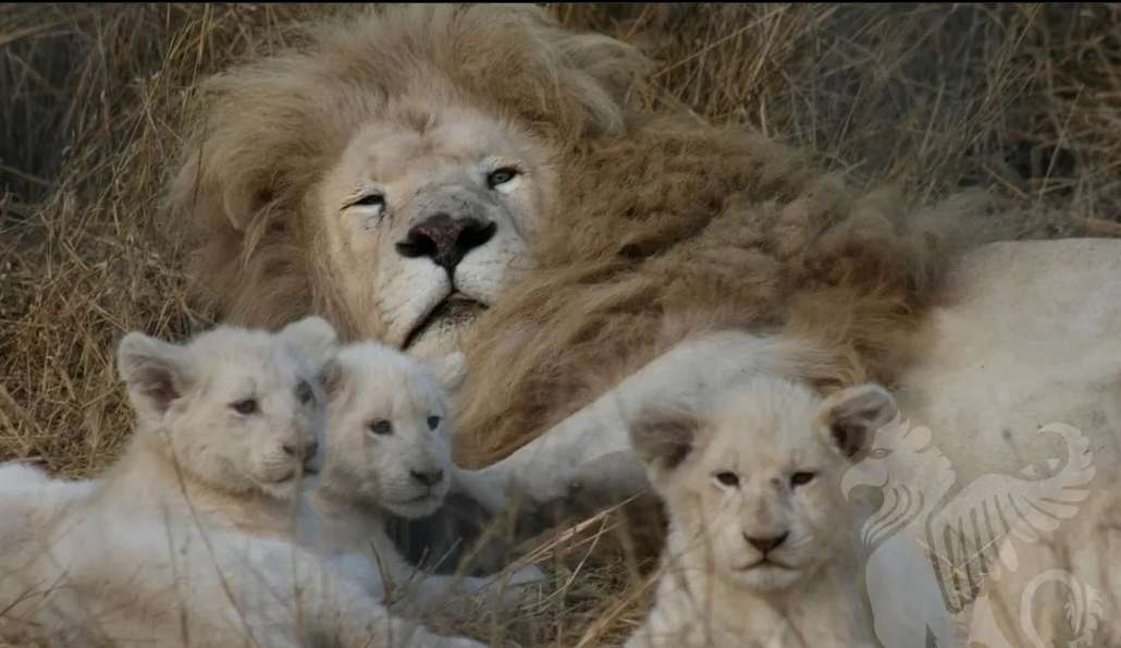 Homem é morto por leões após tentar capturar filhotes raros, em Acra, capital de Gana